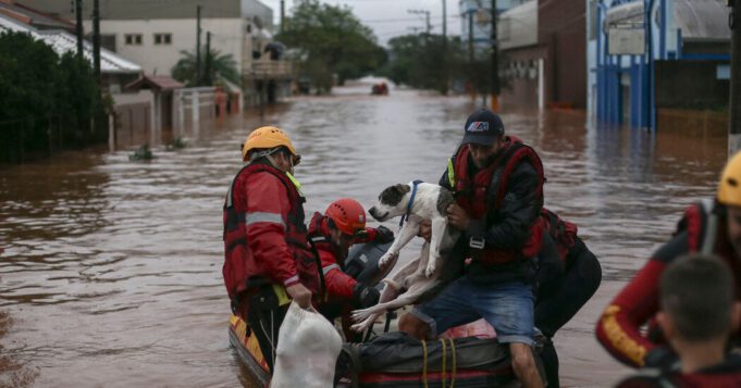 Brazil's devastating floods spark another crisis: homeless pets

