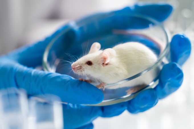 ​​​​​​​Study: Ketogenic diet administration later in life improves memory by modifying the synaptic cortical proteome via the PKA signaling pathway in aging mice. Image Credit: Egoreichenkov Evgenii/Shutterstock.com