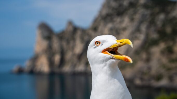 Funny,angry,seagull,with,big,opened,mouth