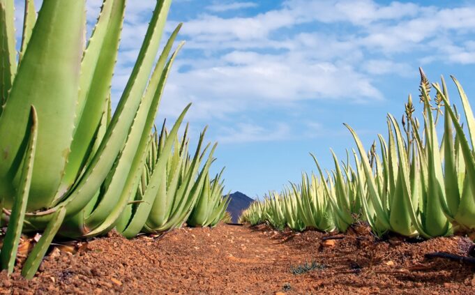 Review: Aloe vera―An Extensive Review Focused on Recent Studies. Image Credit: tilialucida / Shutterstock
