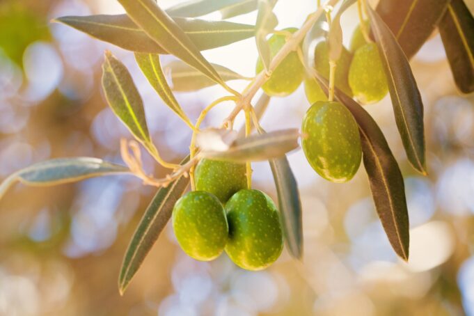 Study: Antioxidant Extracts from Greek and Spanish Olive Leaves: Antimicrobial, Anticancer and Antiangiogenic Effects. Image Credit: Artmim / Shutterstock