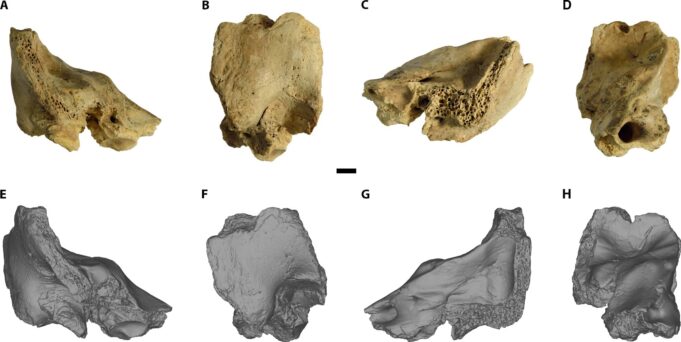 Original fossil and 3D model of CN-46700. (A to D) original fossil. (E to H) 3D model. [(A) and (E)] anterior view. [(B) and (F)] Lateral view. [(C) and (G)] Posterior view. [(D) and (H)] Medial view. Scale bar, 5 mm.