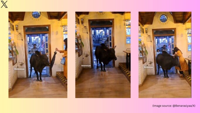 The viral clip shows the bull standing at the cafe's entrance, blocking two customers.