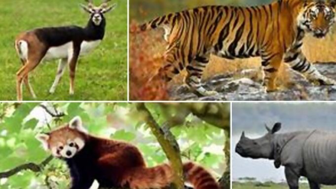 ভারত প্রথম দেশ হয়ে 1,04,561টি প্রাণীর প্রজাতির সম্পূর্ণ তালিকা প্রস্তুত করেছে, যা জীববৈচিত্র্যের ক্ষেত্রে বিশ্বব্যাপী নেতা হয়ে উঠেছে📰সম্প্রতি

